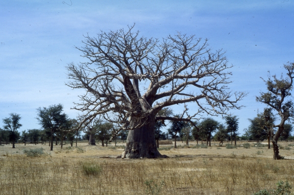 Bild Senegal 3